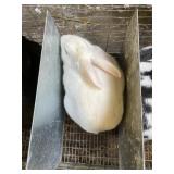 White New Zealand - Show Rabbit