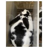 Broken Doe W / PEDIGREE - SHOW RABBIT