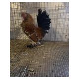 Millie Fluer Rooster