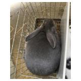 Blue Doe w/pedigree - SHOW RABBIT