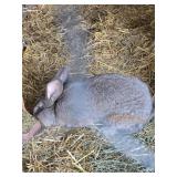 flemish rabbit  buck