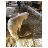 9mnth old palmino paint mini filliy