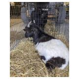 fainting goat