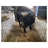 fainting goat