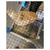 spitzenhauber rooster