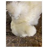 pair of silkie