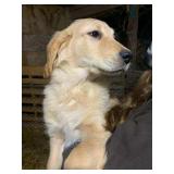3mo old  male retriver puppy, parents are both reg