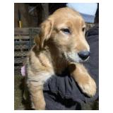 3mo old  male retriver puppy, parents are both reg