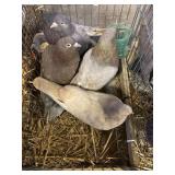 mated pairs of roller pigeons