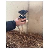 female chihuahua puppy