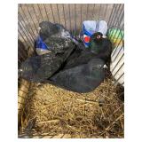 pairs of mated roller pigeons