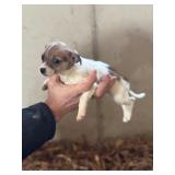 chihuahua mix male puppy