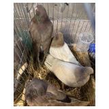 mated pairs of roller pigeons