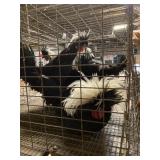 black white crested polish roos