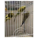 parakeets
