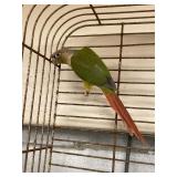 pineapple green cheek conure
