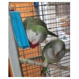 brreding pair of talking conure parrots