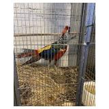 lady Amherst male pheasant