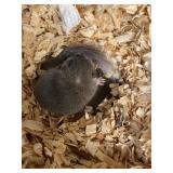 pied male micro squirrel