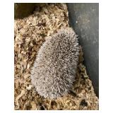 6mo old male hedge hog