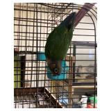green cheek conure