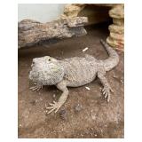 bearded dragon