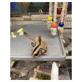3yr ol female sugar glider