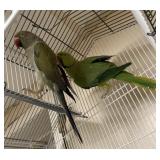 pair of Indian ring necks