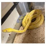 reticulated python male