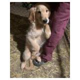 3mo old  male retriver puppy, parents are both reg