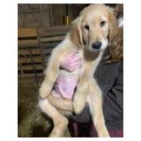 3mo old  male retriver puppy, parents are both reg