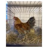 bantam rooster