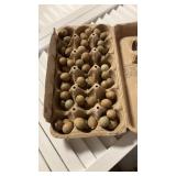 54 button quail eggs