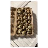 36 quail eggs