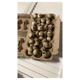 36 quail eggs