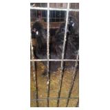 Silkie- 2 Hens, 2 Roosters