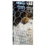 Ducklings