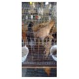 Barn Yard Mix- 3 Pullets/1 Cockeral