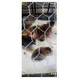 Barnyard Mix Chicks