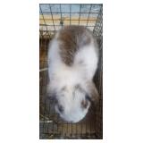 Buck Lop Rabbit - 8 wk old