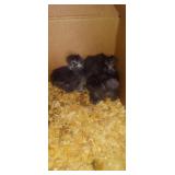 Silkie Chicks