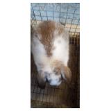 Buck Lop Rabbit - 8 wk old
