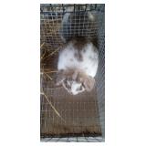 Doe Lop Rabbit - 8 wk old