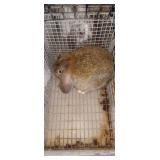Buck Lop Rabbit - 8 wk old