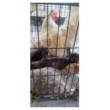 1 Rooster, 3 Hens - Americana