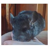 young chinchilla female