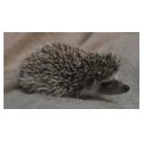 young female hedge hog