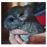 young chinchilla male