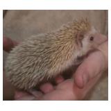 young female hedge hog