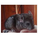 young chinchilla female